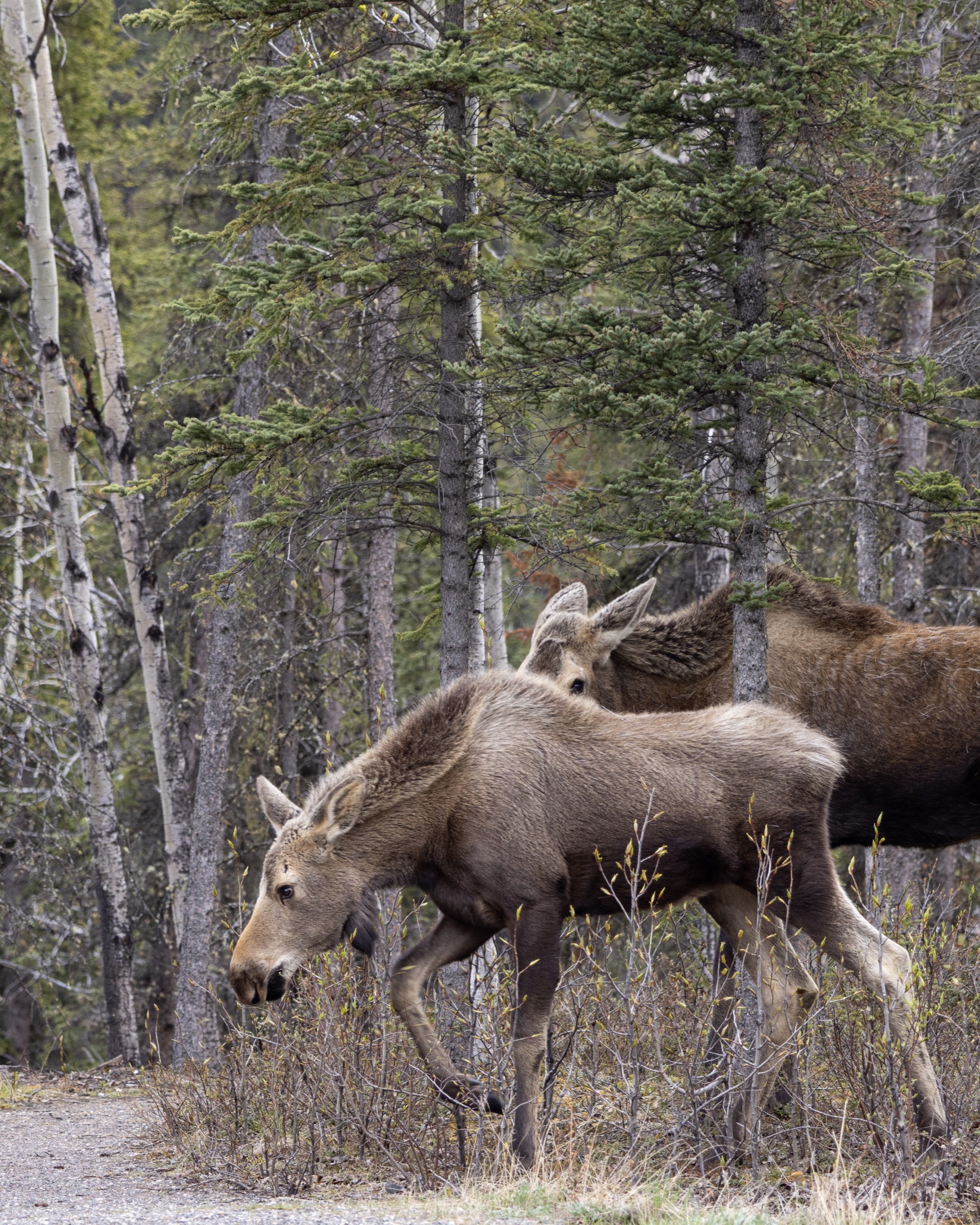 Two moose walking through spruce and willow forest in Denali