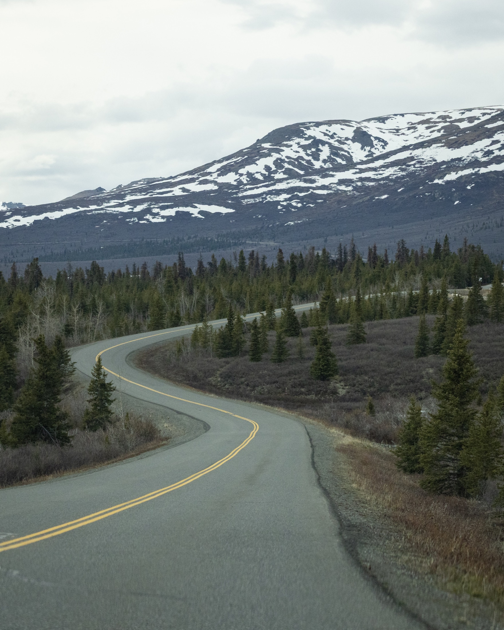 The Denali Park Road curving through spruce forest toward snow-covered mountains